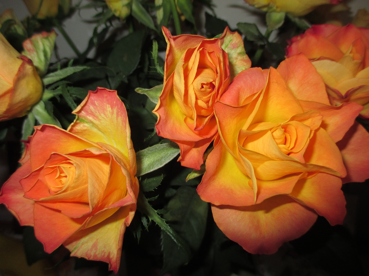 roses orange birthday flowers free photo