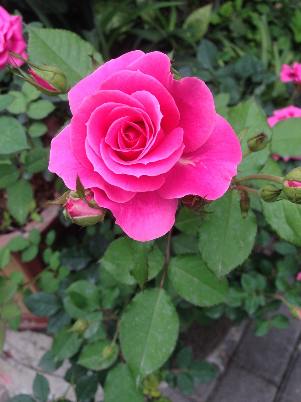 roses flower plant free photo