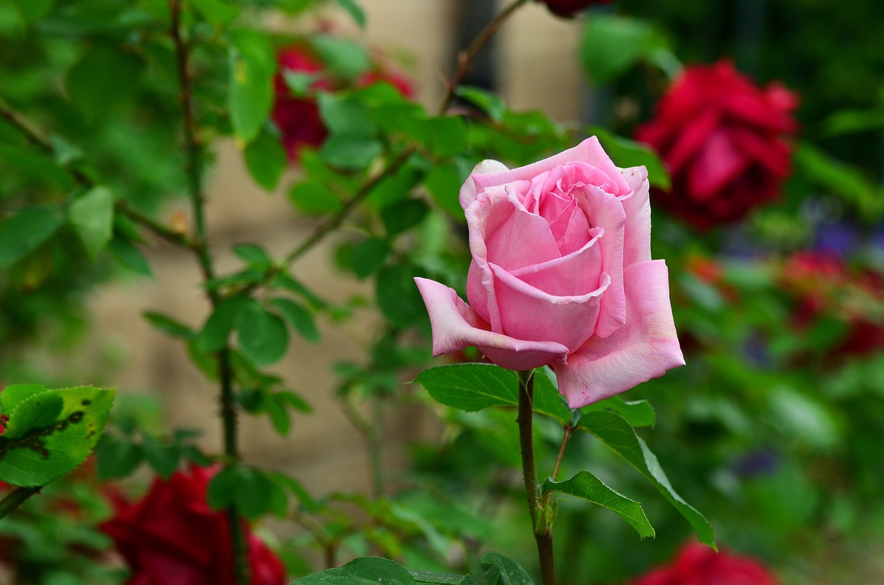 roses pink pink flower free photo