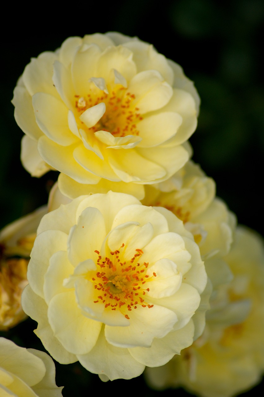 roses yellow flower free photo