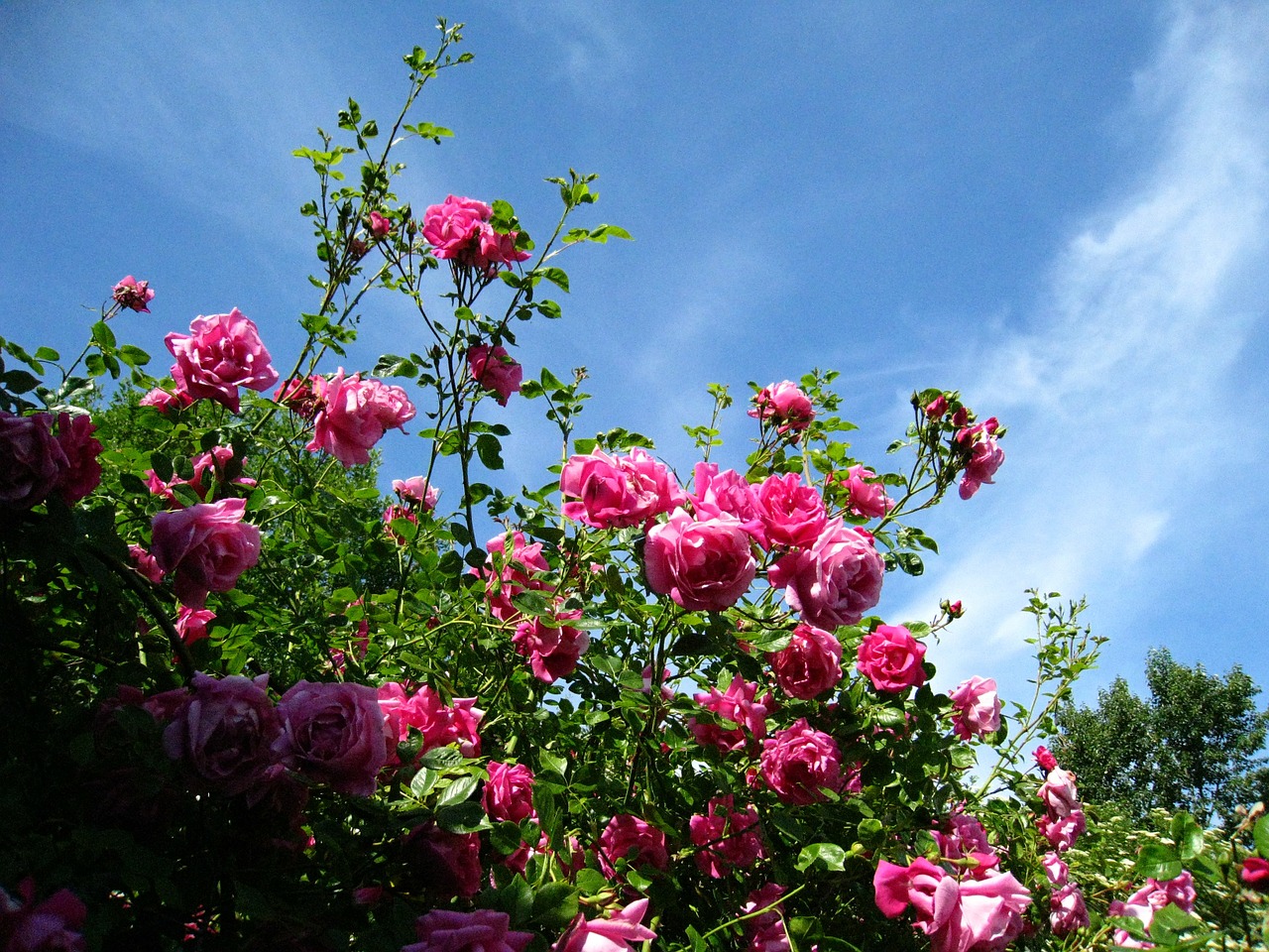 roses pink sky blue free photo