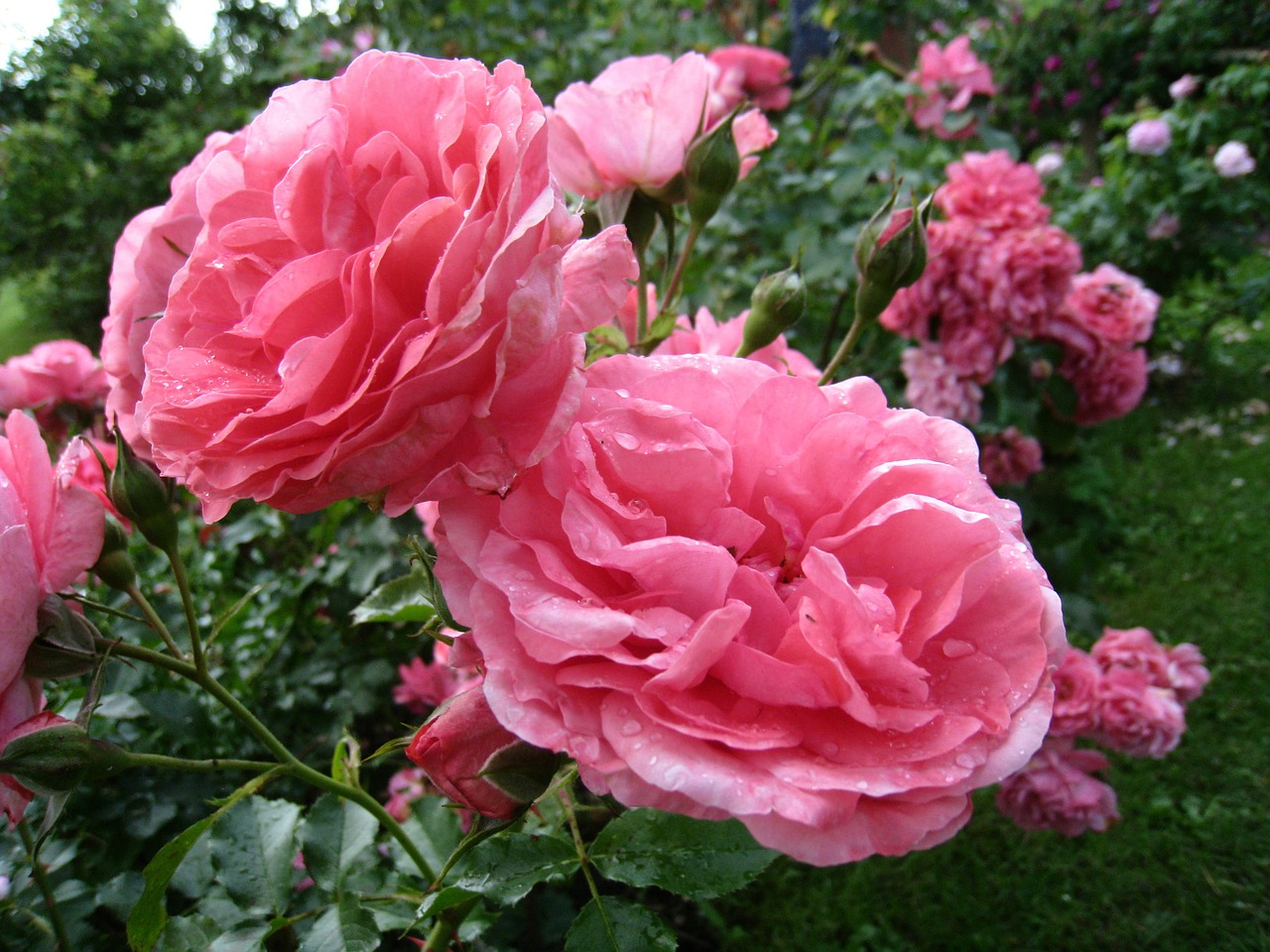 roses double pink free photo