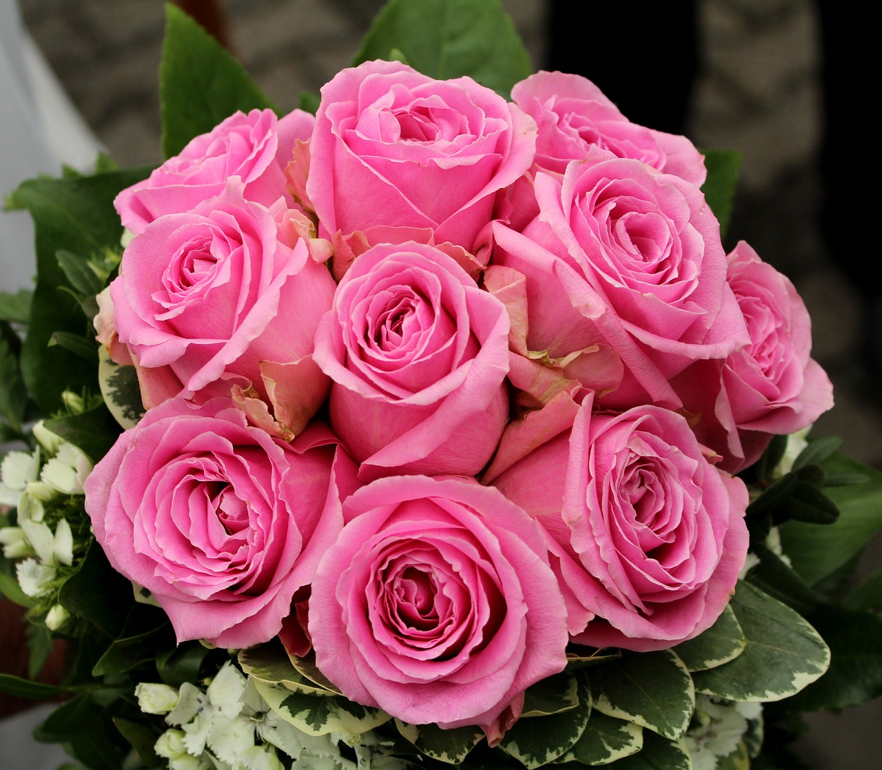 roses flowers pink free photo