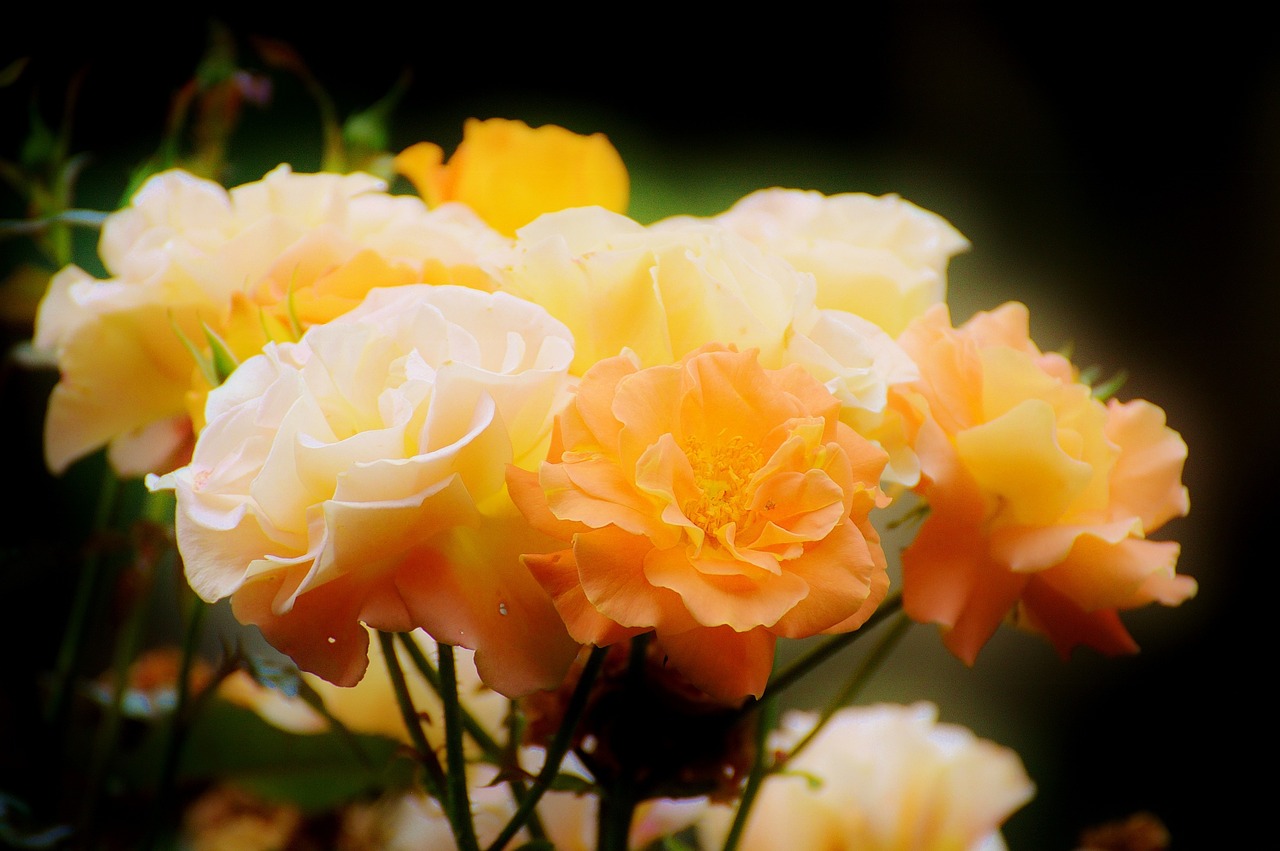 roses orange flowers free photo