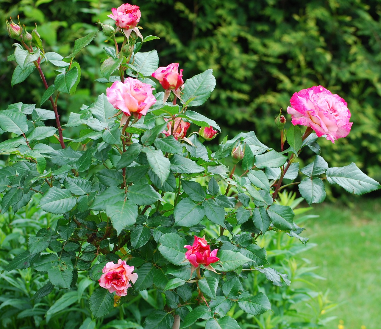 roses garden rose family free photo