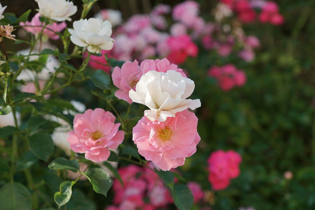 roses pink nature free photo