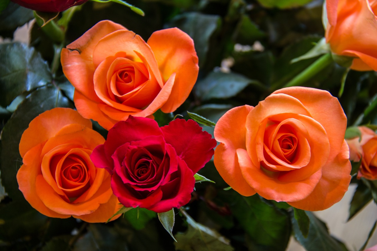 roses red orange free photo