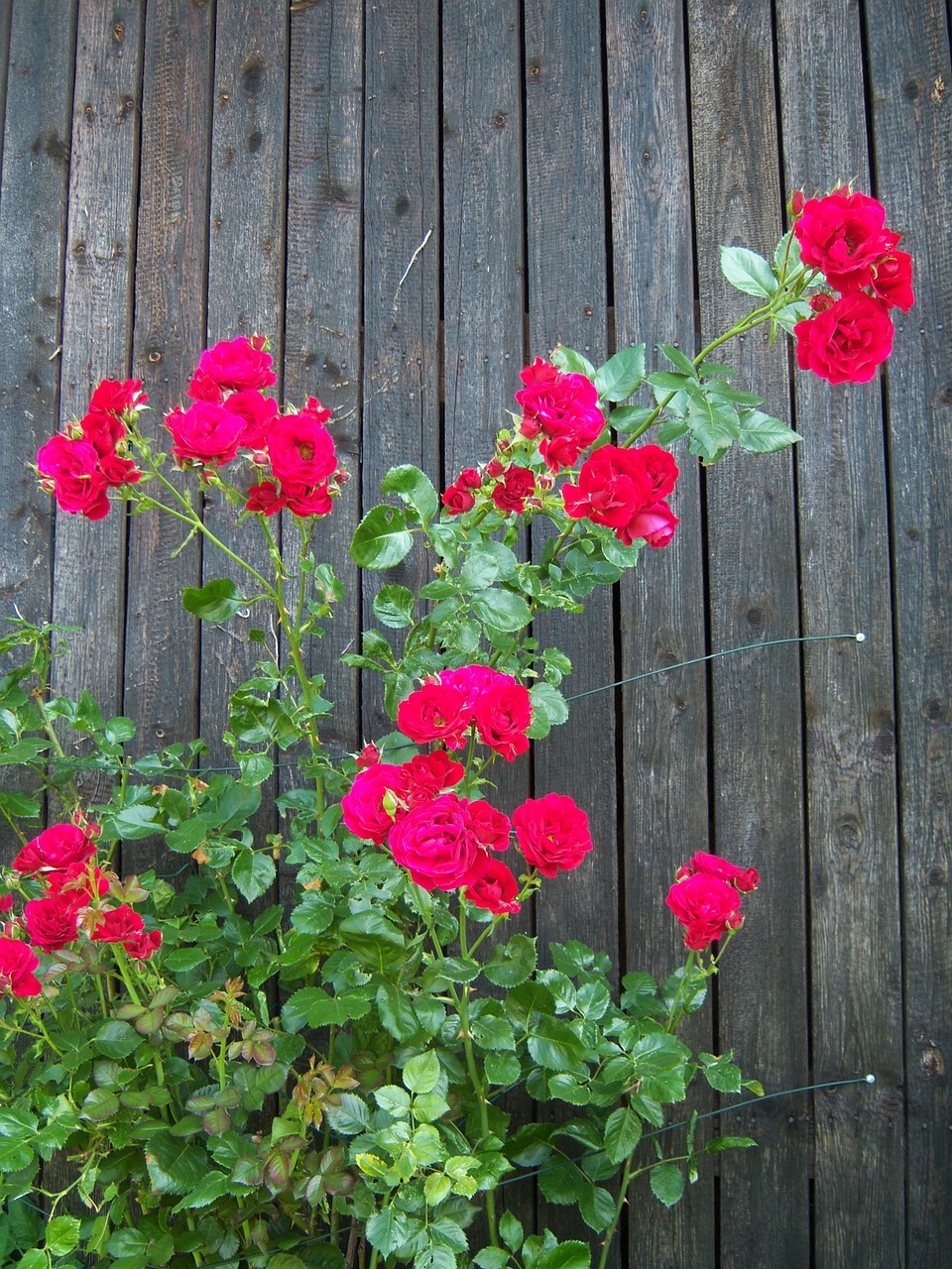 roses red wooden wall free photo