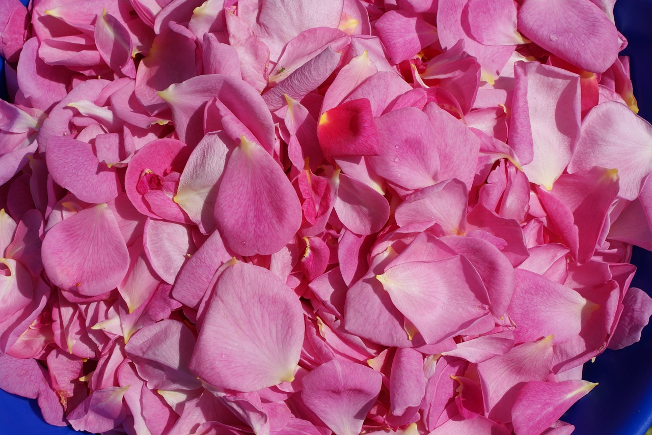 rose petals roses rose flower free photo