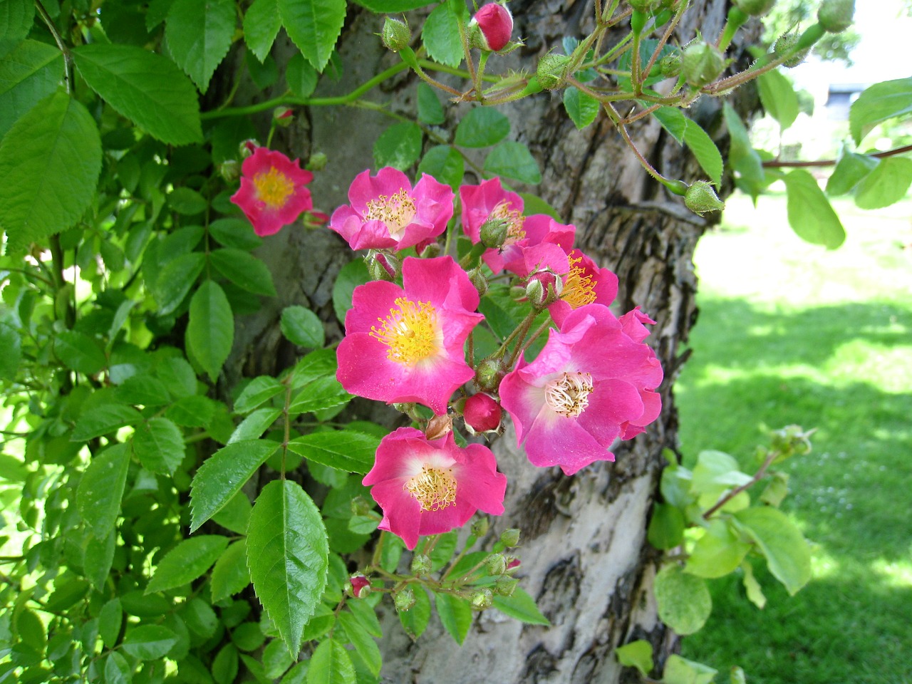 roses simple pink free photo