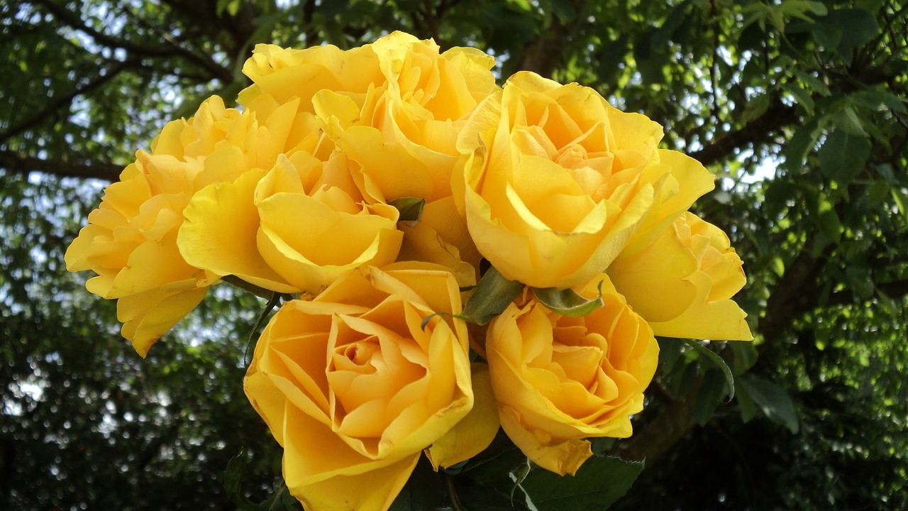 roses bouquet yellow roses free photo