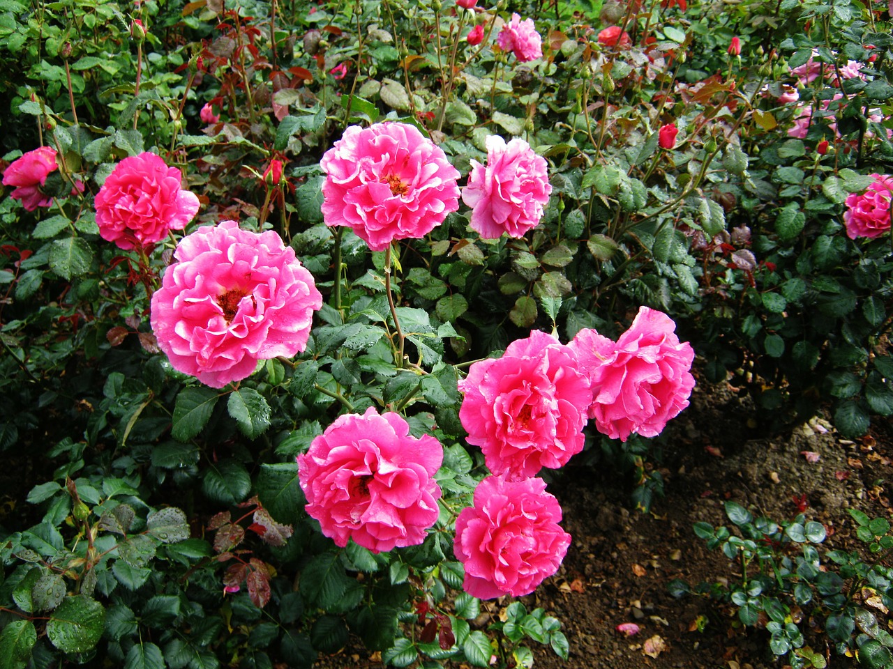 roses discounts tiresome free photo