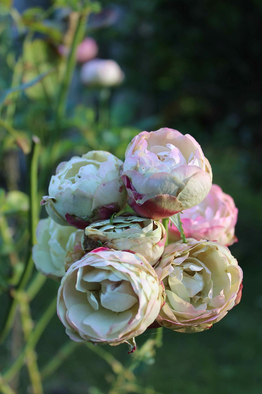 roses autumn green rose free photo