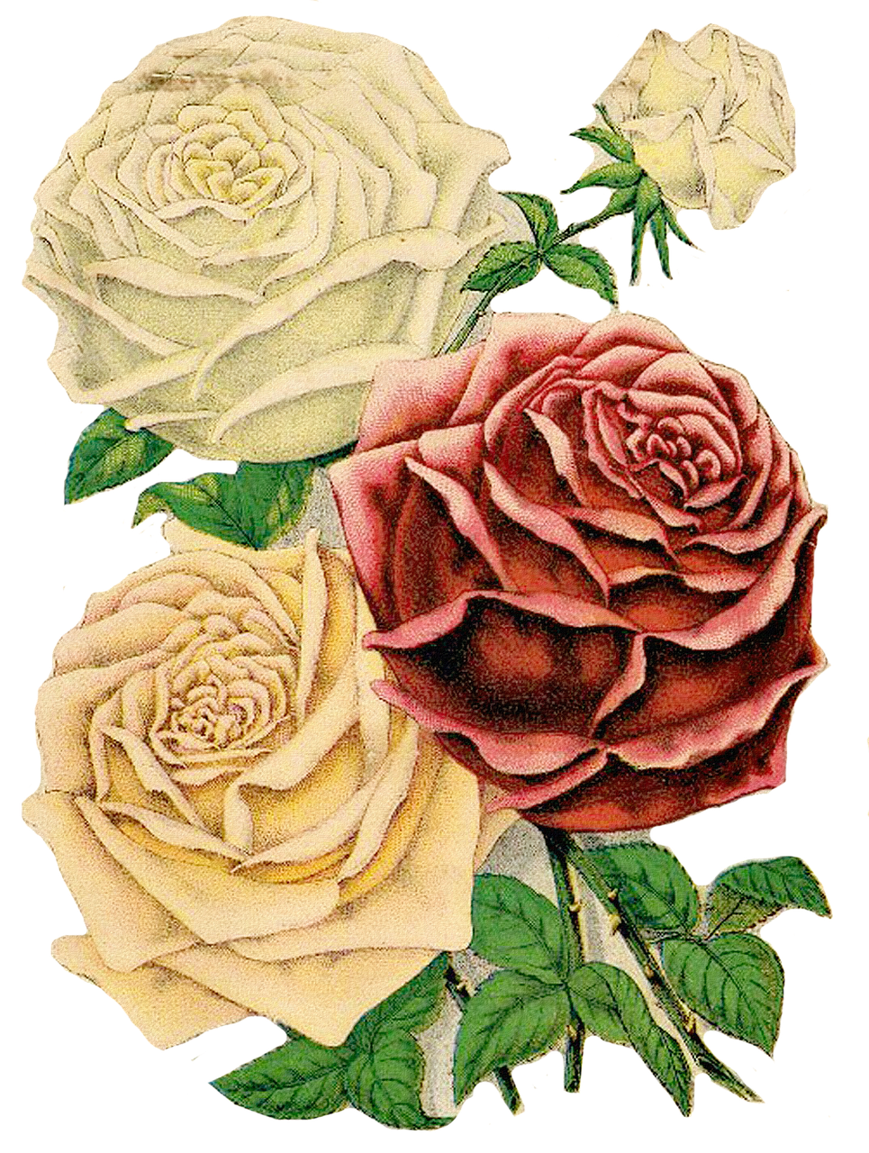 roses clipart floral clipart red roses free photo