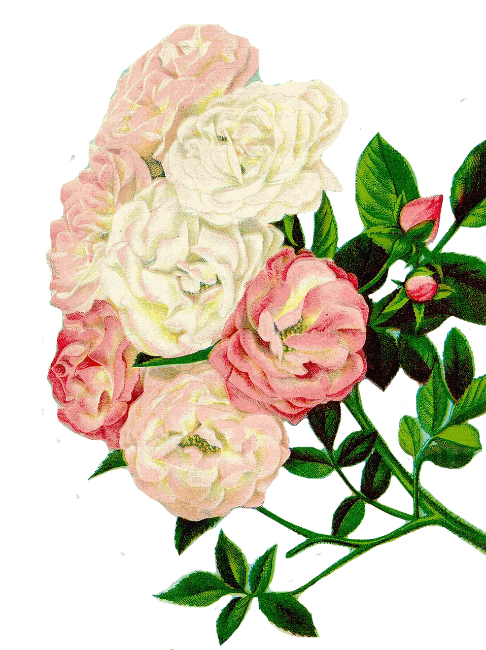 roses clipart floral clipart flowers free photo