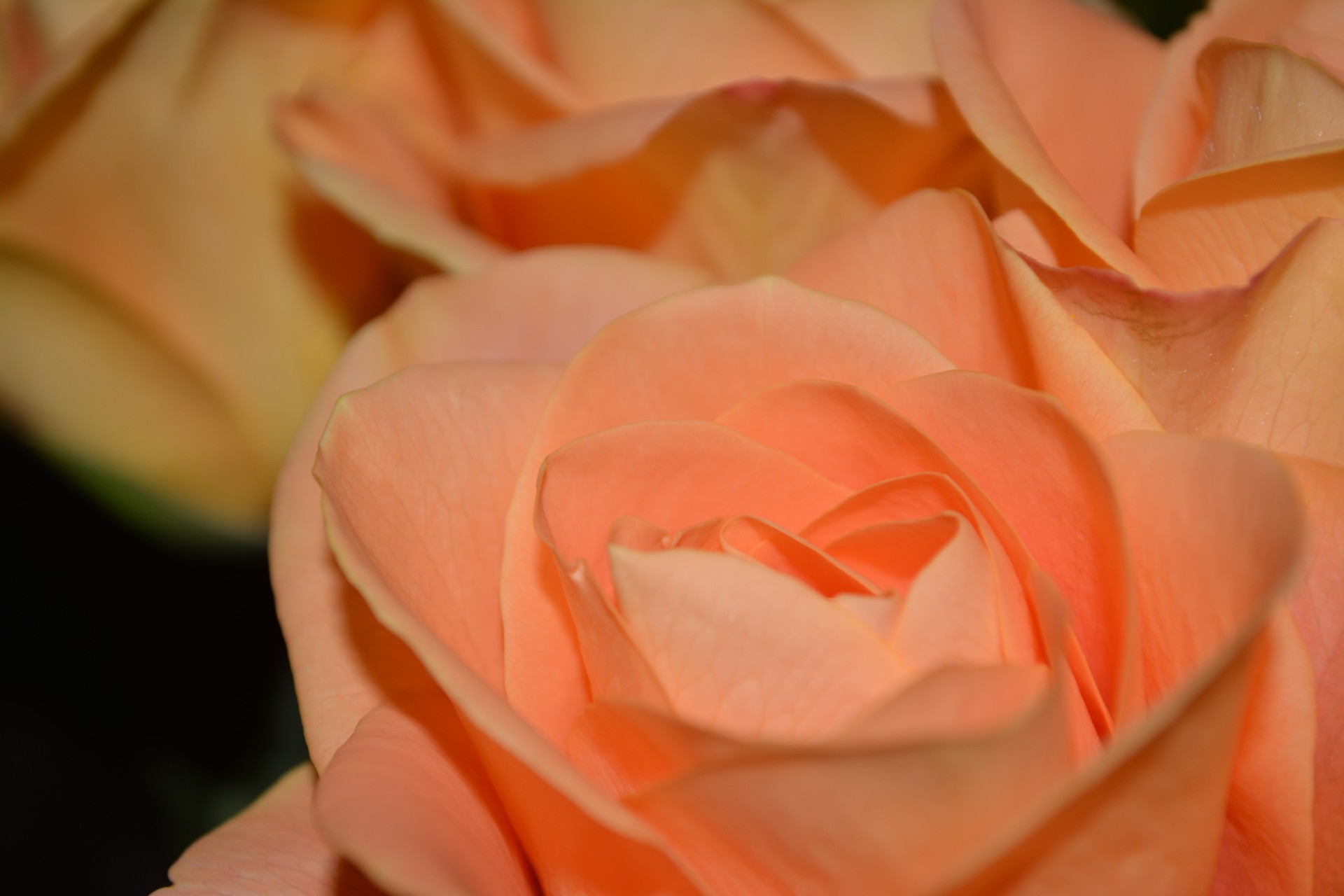 rose flower peach free photo