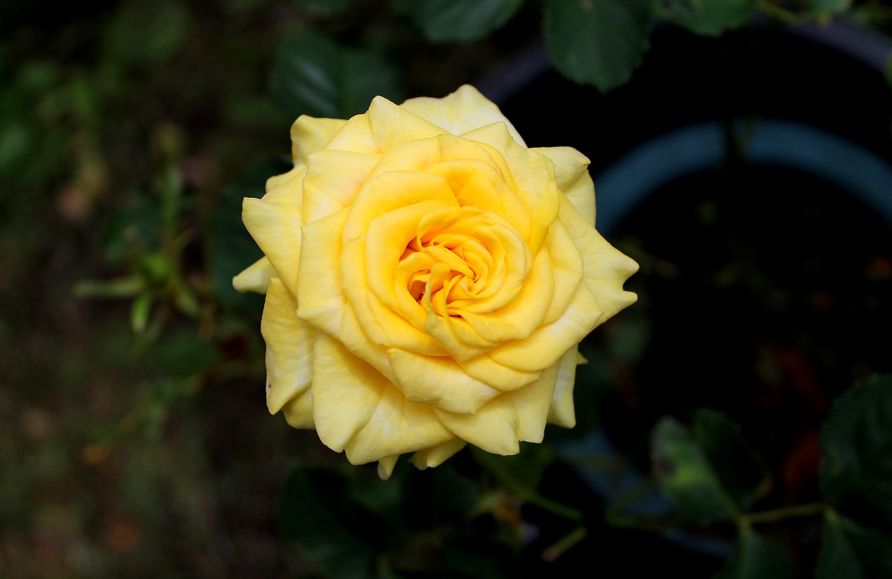 roses flowers  yellow  leaf free photo