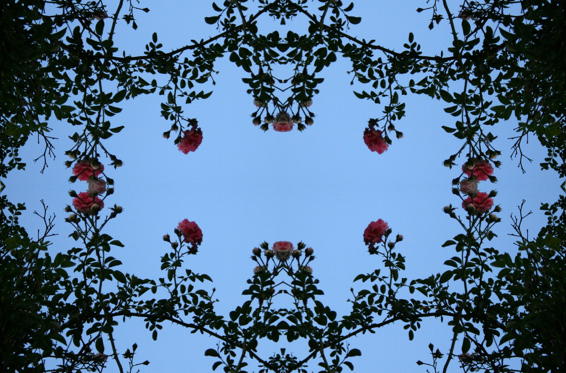 rose canes wreath frame free photo