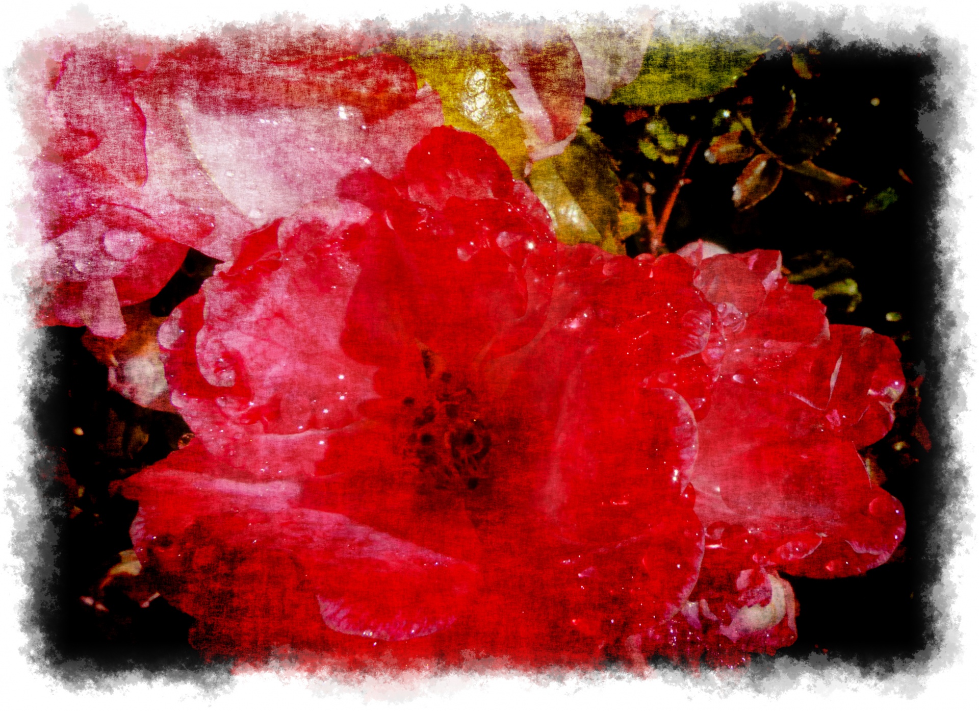 rose flower rain free photo