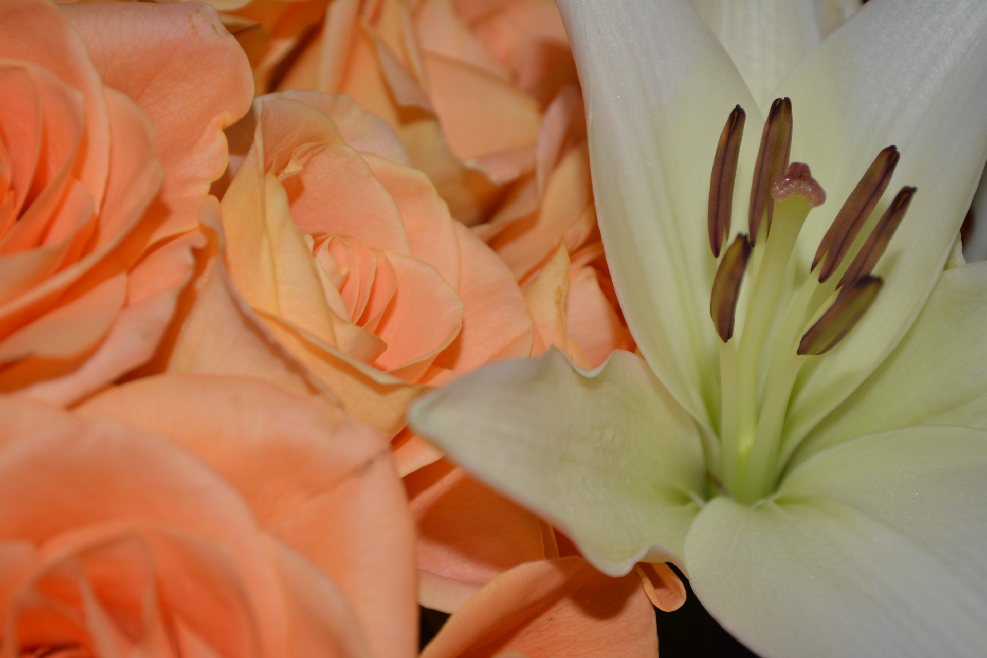 lilies background flower free photo