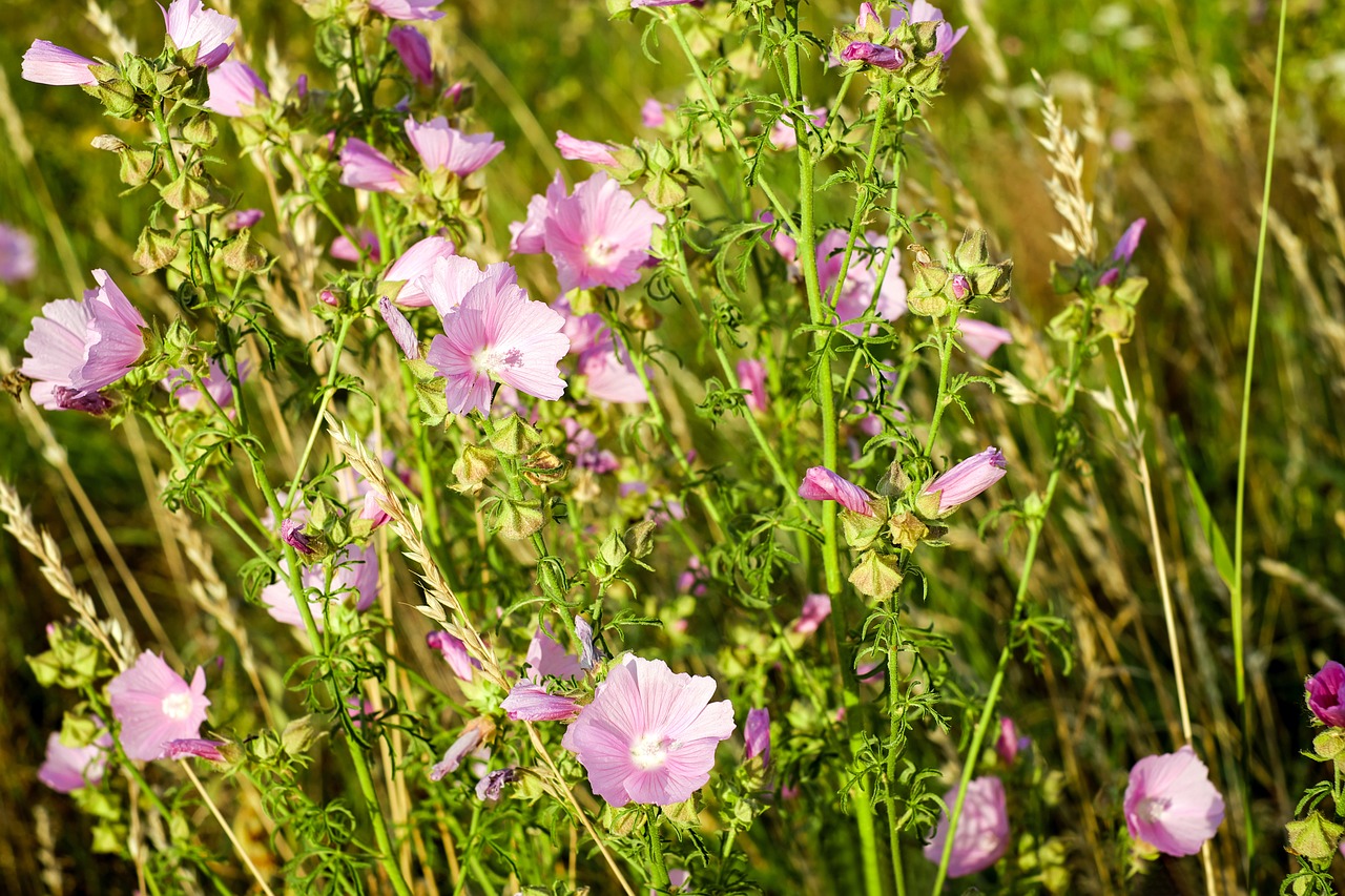 roses-mallow flowers flower meadow free photo