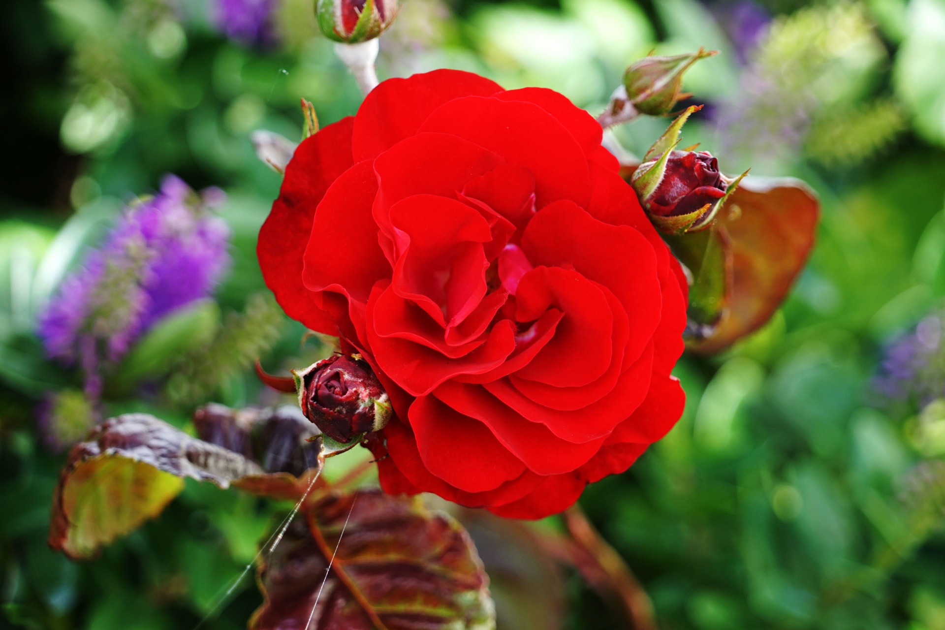 flower pink red rose free photo