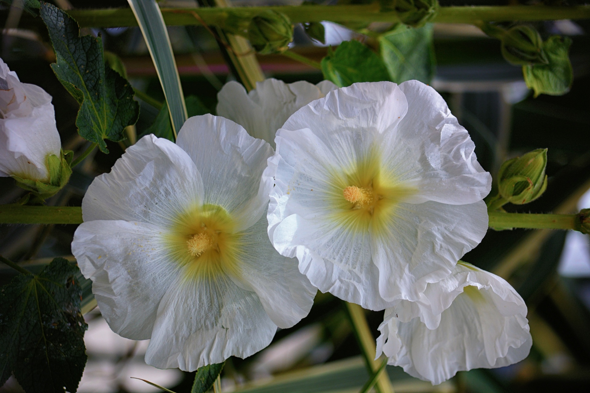 flowers hollyhocks white flowers free photo