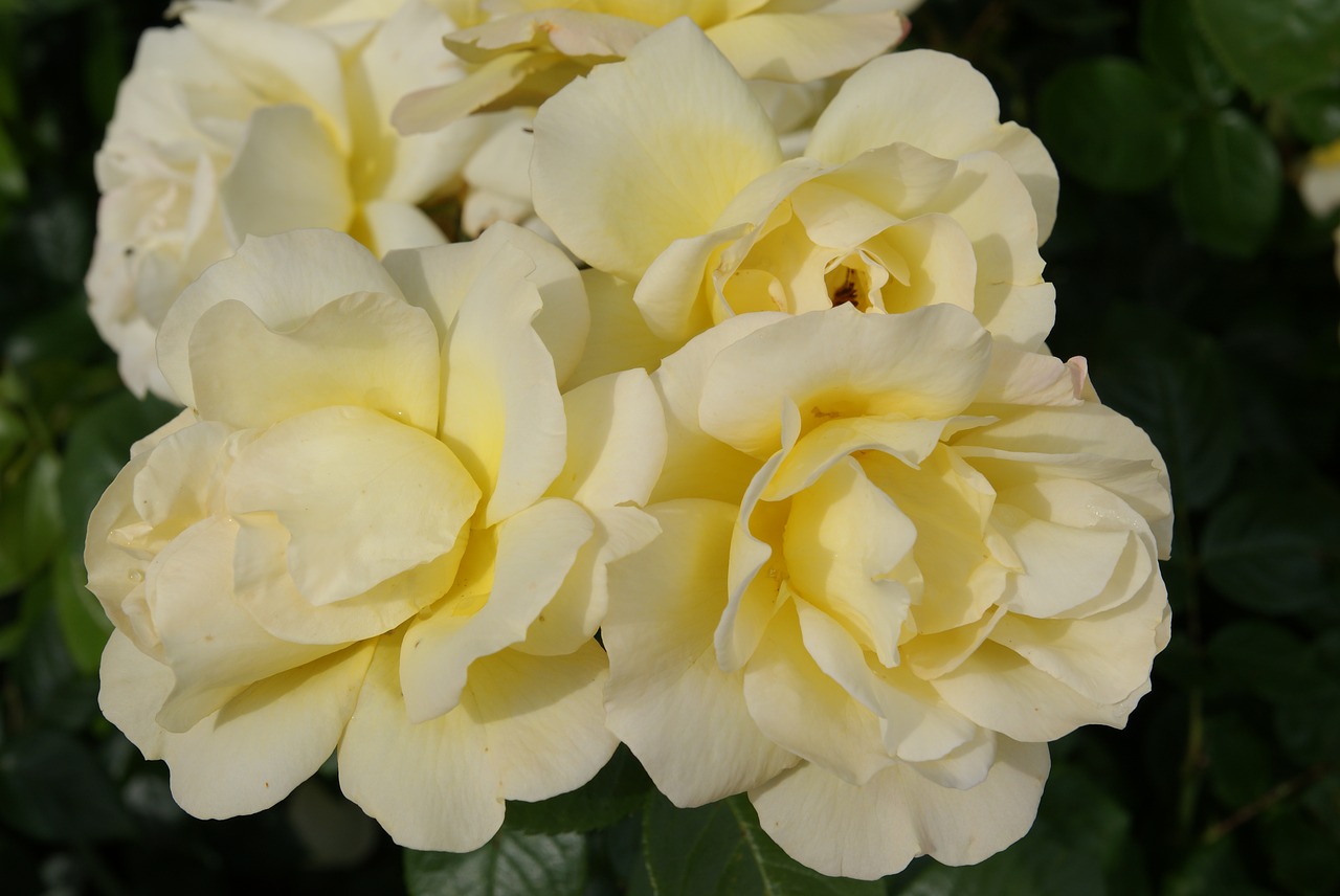 roses yellow  pink  blossom free photo