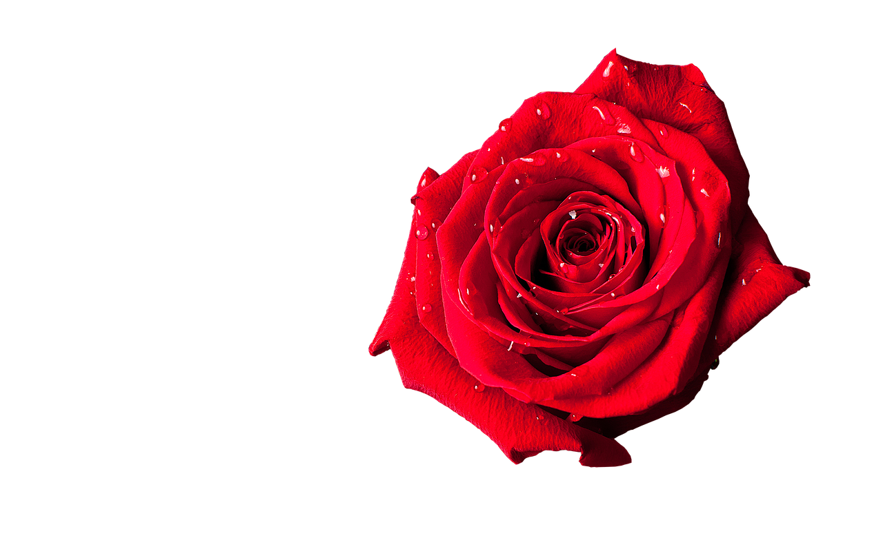 rosette red beauty free photo