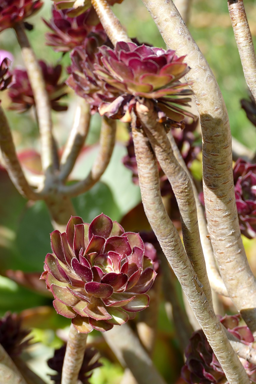 rosette  waxflower  plant free photo