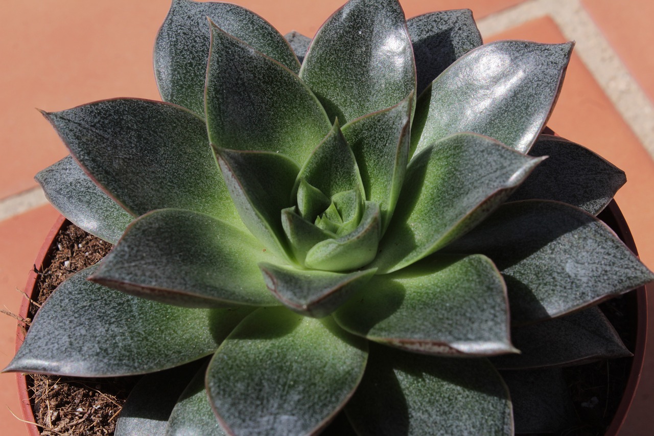 rosette  succulent  leaves free photo