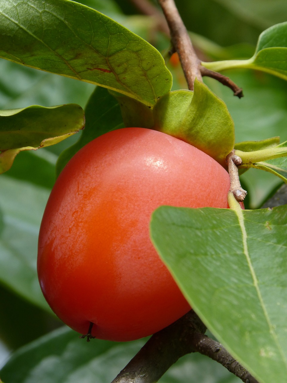 rosewood khaki fruit free photo