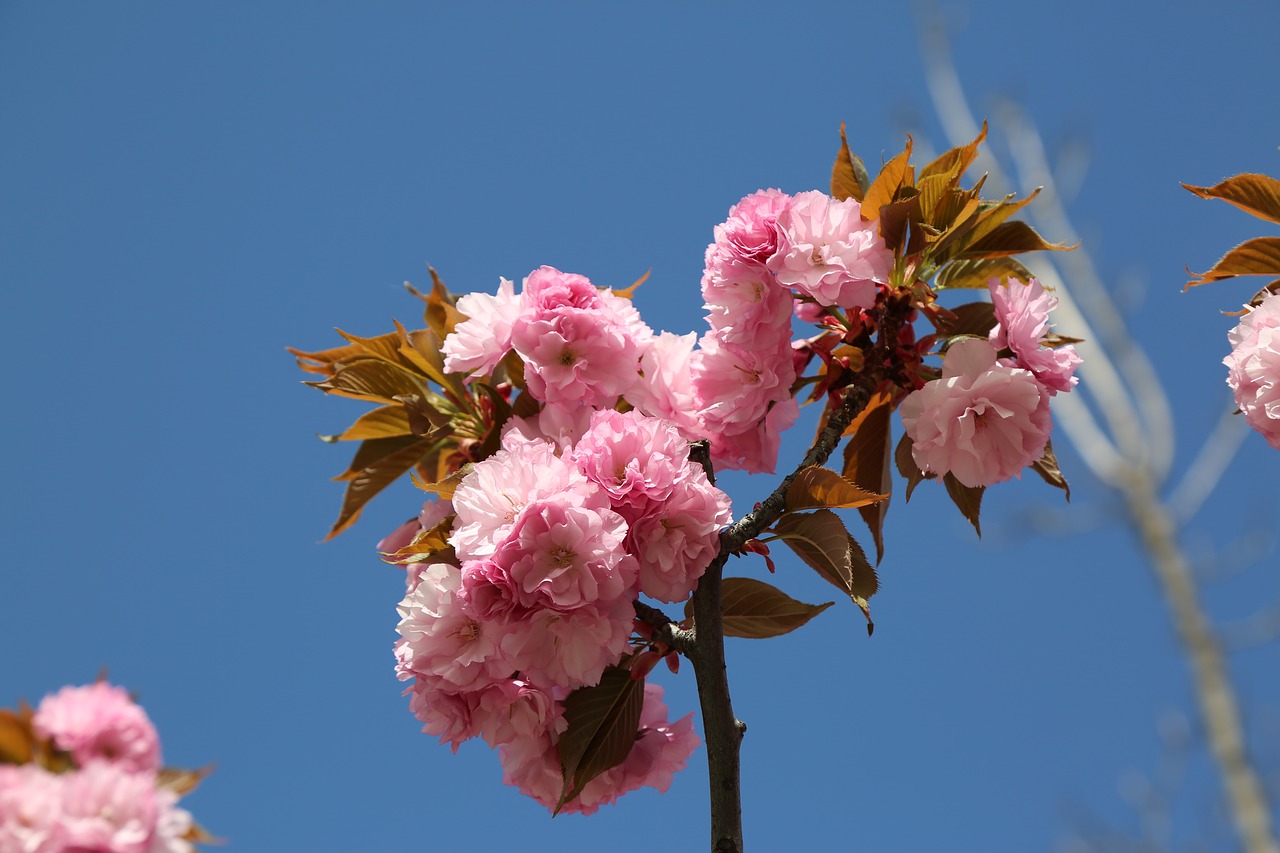 rosewood  rose  flower free photo