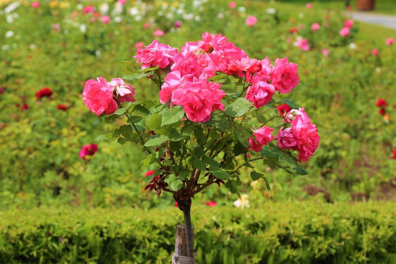 rosewood  red rose  rose pictures free photo