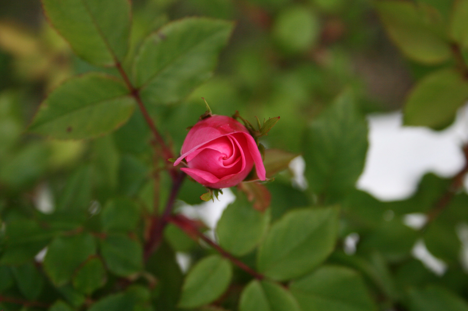 rose rosebud pink free photo
