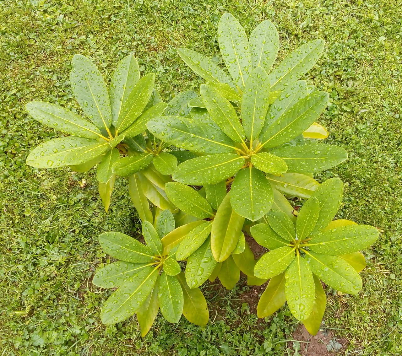 roslin rhododendron goldfort free photo