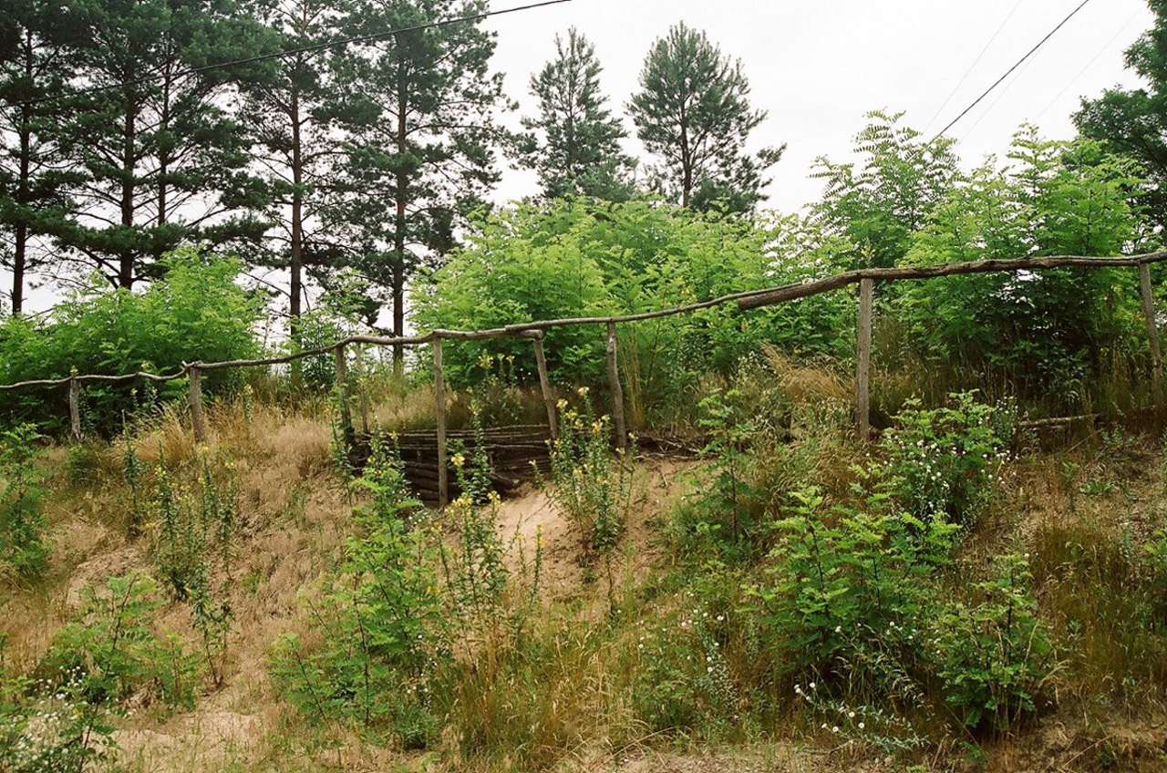 meadow tree poland free photo