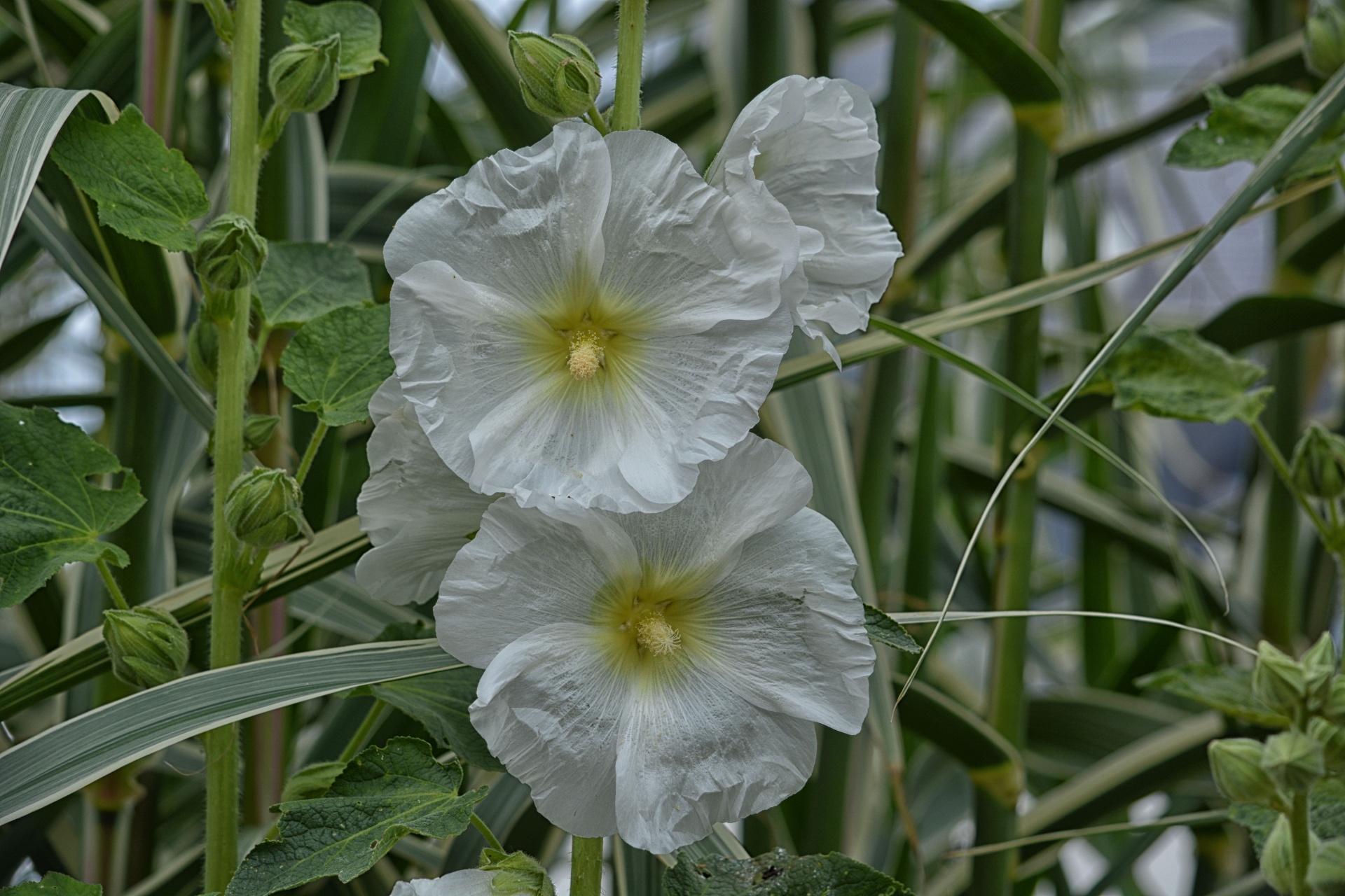 flowers flora white free photo