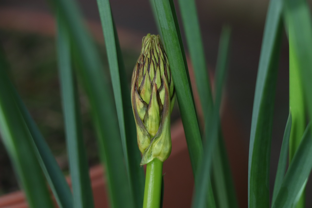 rostock  greens  bloom free photo