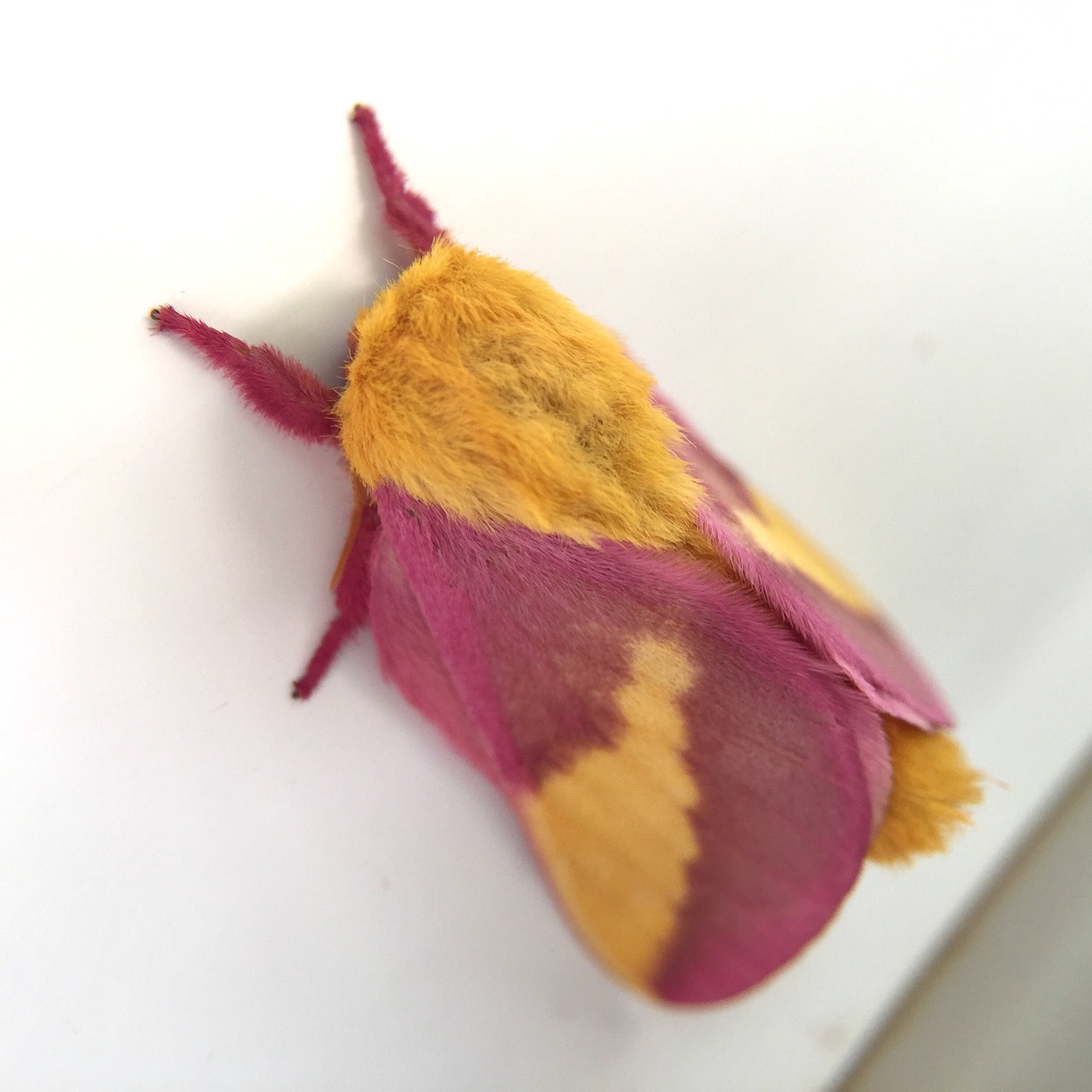 rosy maple moth pink free photo