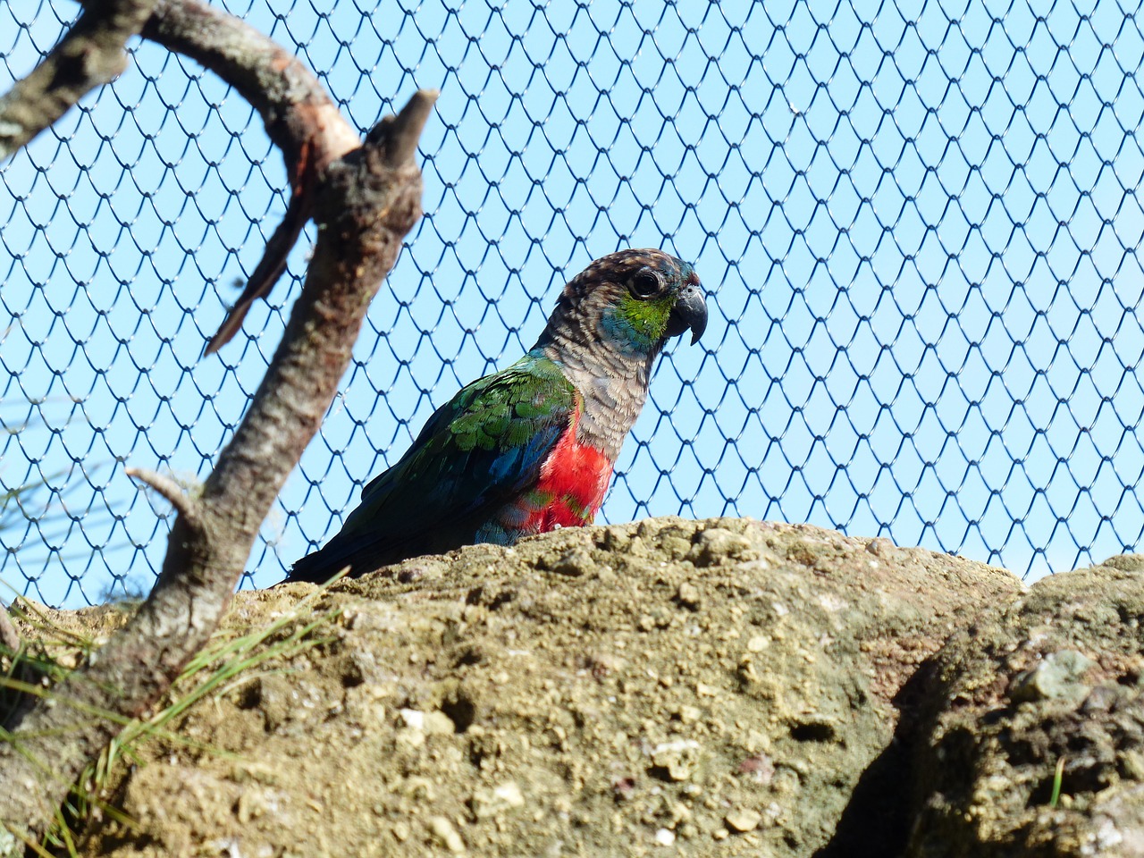 rotbauchsittich parakeet bird free photo