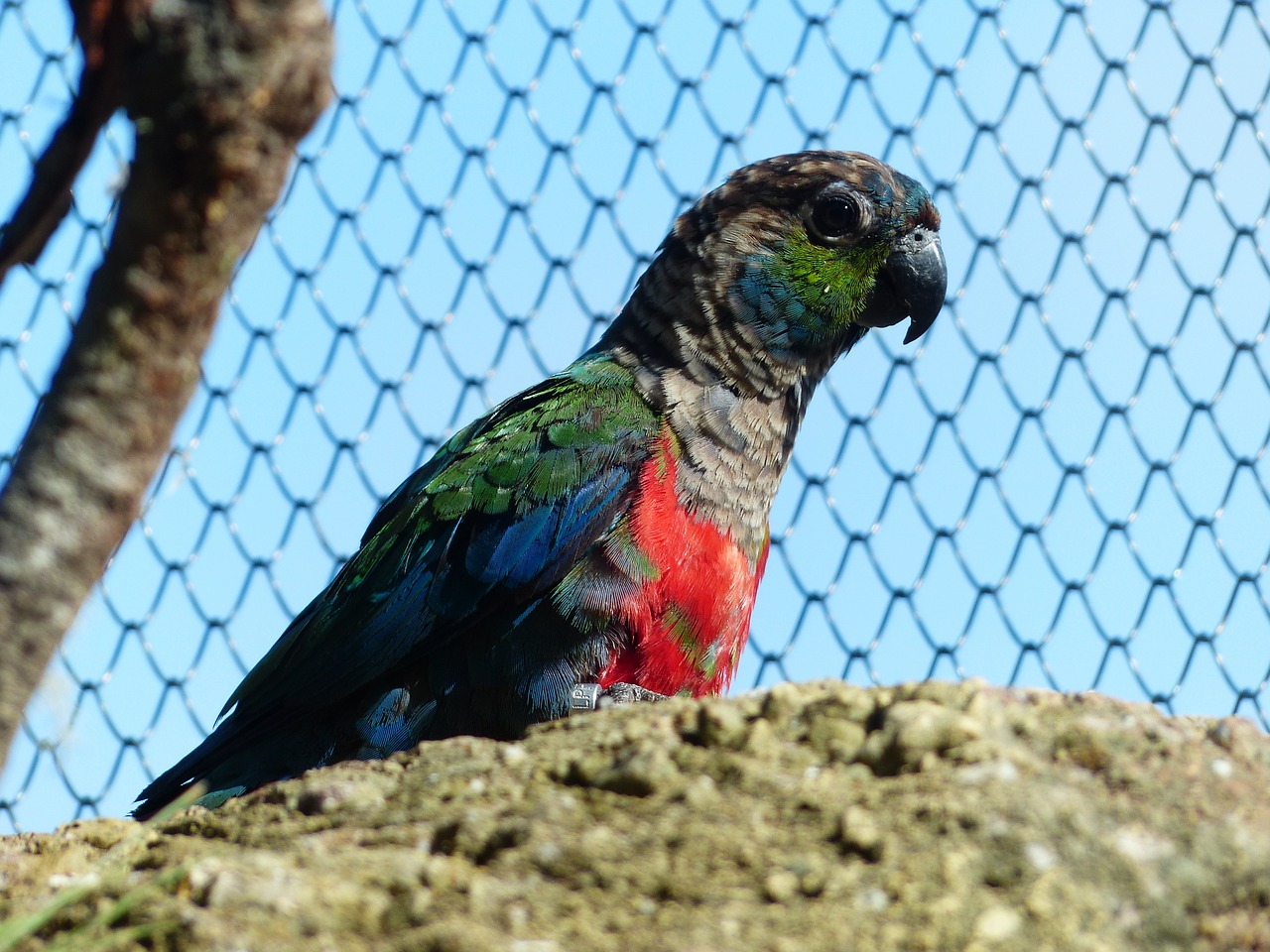 rotbauchsittich parakeet bird free photo