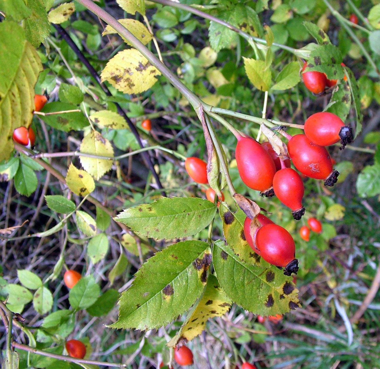 nature red berries free photo