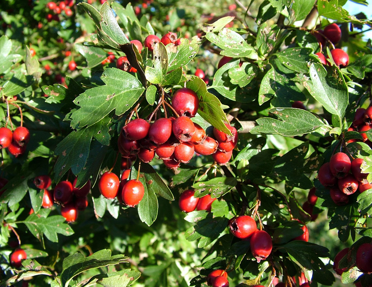 berries red leaves free photo