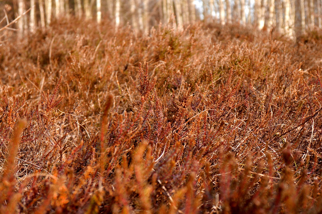 rote heide  red  red heather free photo