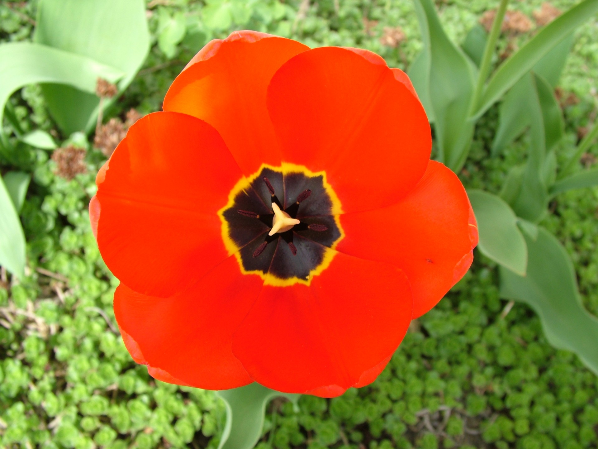 flower red tulip free photo