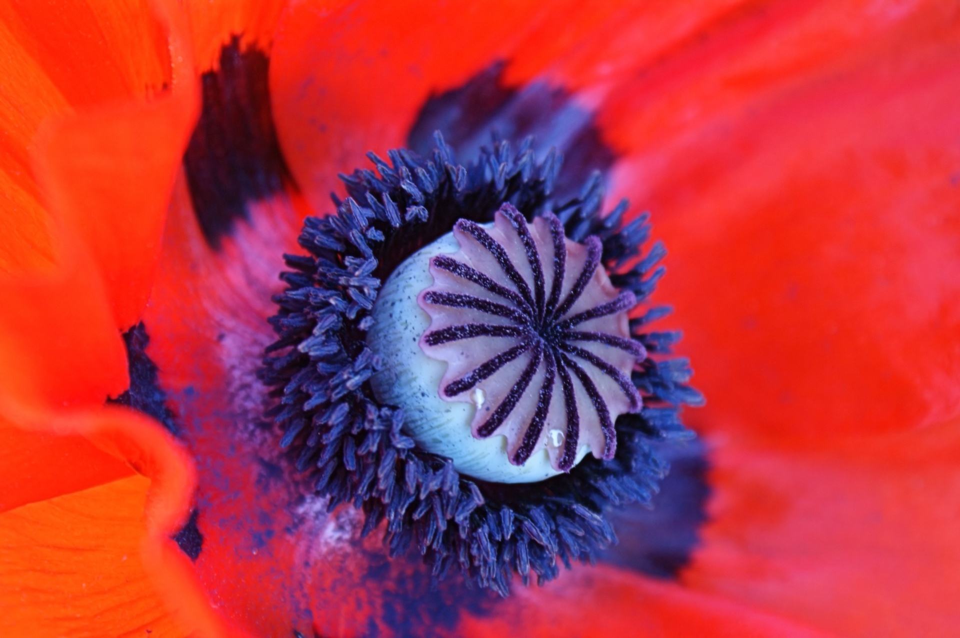 poppy red macro free photo