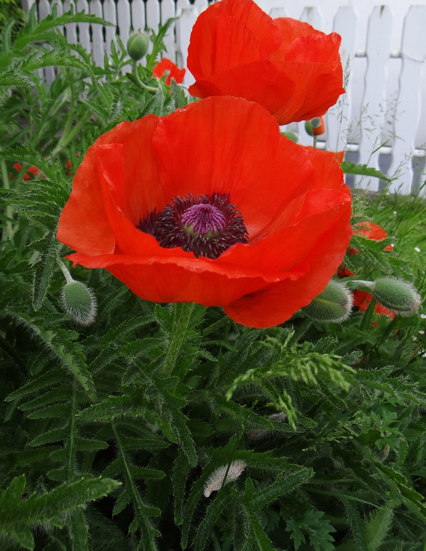 poppy flower summer free photo