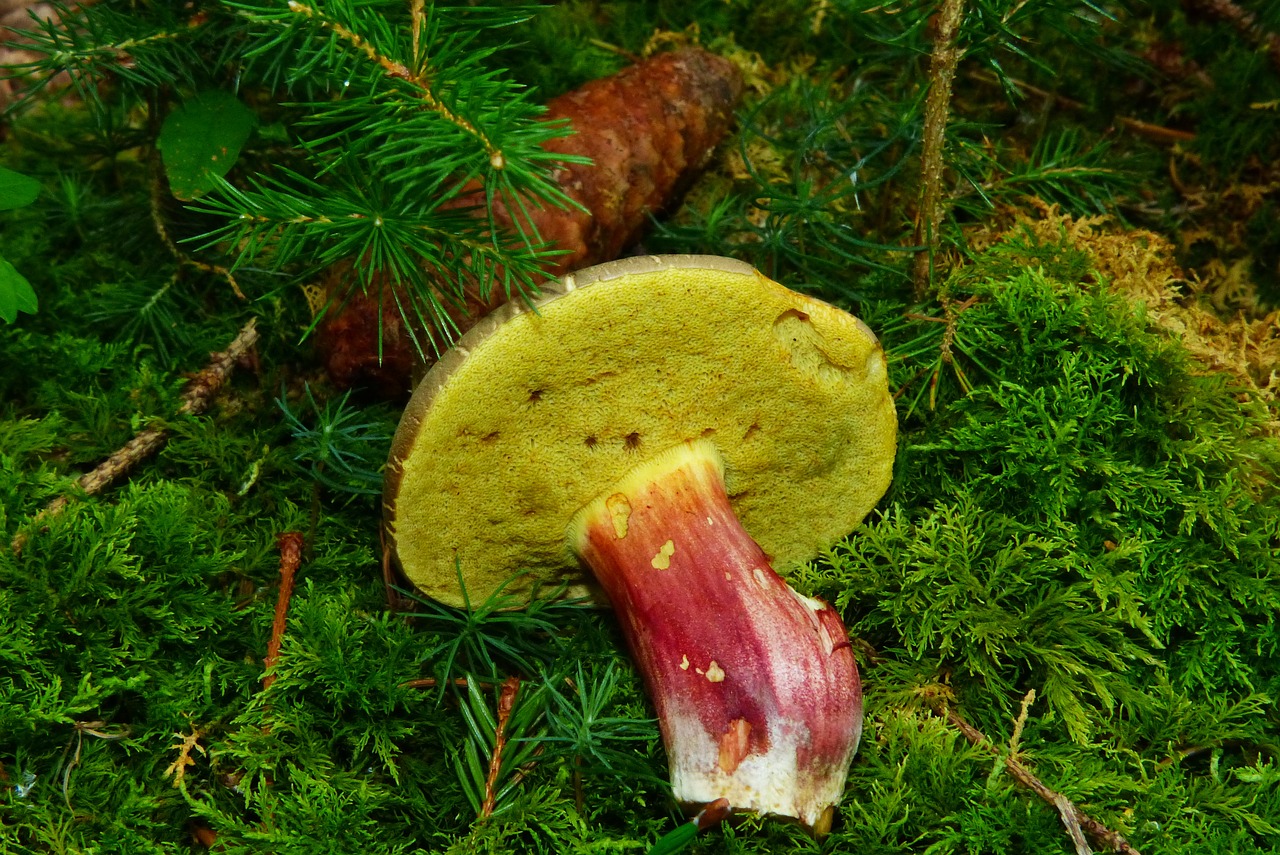 rotfußröhrling mushroom edible free photo