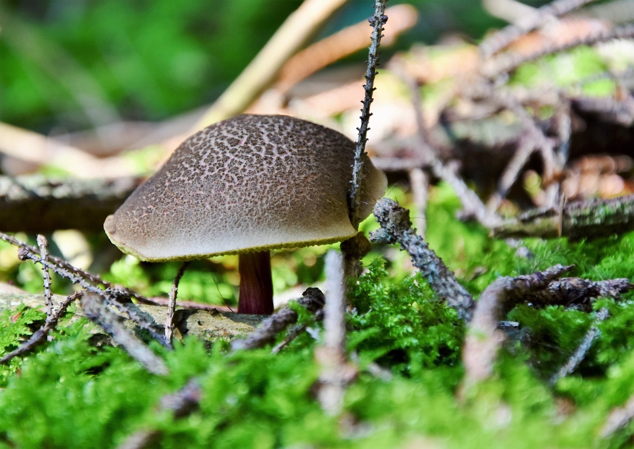 rotfußröhrling  rac  mushroom free photo